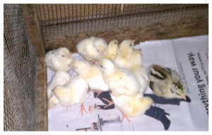 New Chicks - Spring 2011