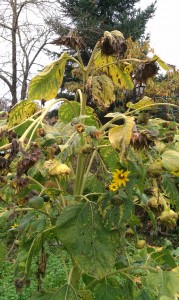 Not as attractive in October, the seedheads are still beautiful in the function.