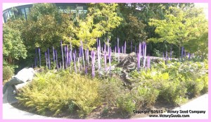 Chihuly Garden (2)
