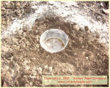 A Reused Food Container with Beer as Slug Trap - In the Ground